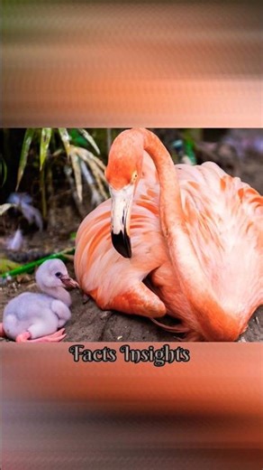 How Does The Color Of Flamingo Change From Gray To Pink 😲