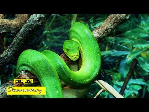 wildlife documentary 4k🥺#DeadlyReptiles#viralvideo#WildlifeSecrets#NatureWatch#viralvides#wildlife