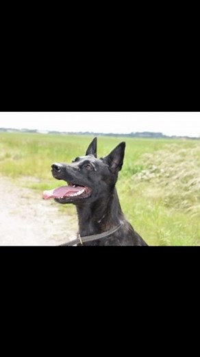 11 reactions | Coming soon K9 Senna female Dutch Shepherd KNPV PH2 #scottsk9 #protectiondog #guarddog #dogtraining #knpv #dutchshepherd | Scott's K9 - Protection Dogs | Facebook
