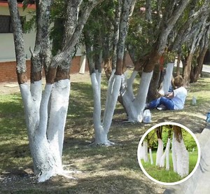 22K views · 14 reactions | If You Spot A Tree Painted White, Here's What It Means⬇️See check 1st comment below⬇️ | The Chronicle | Facebook
