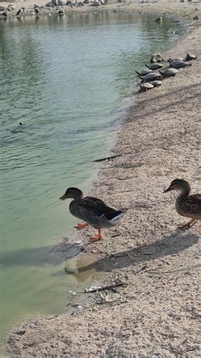 #turtle #ducks #park | Rosie Delacruz