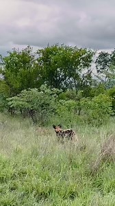277K views · 1.3K reactions | Leopard Paralyzes Wild Dog as the Pack Fights Back #wildlife #animals & pets #outdoor & adventure travel #wildcats #nature #safari #wildlife photography #dogs (domestic animal) #pack behavior #predators | Ruby Life | Facebook