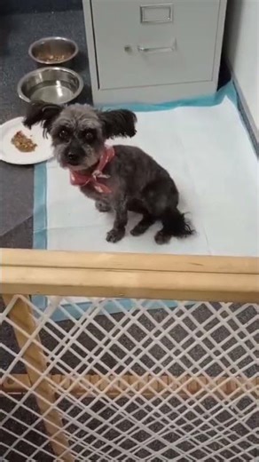 Video of adoptable pet named KC