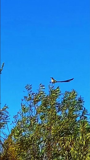 Part 3 Helderberg Nature Reserve…Cape Sugarbird ❤️😎