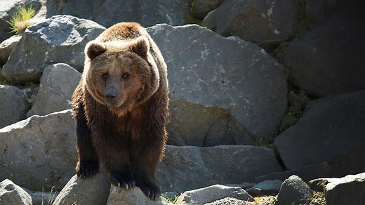 Grizzly Bear Attack In British Columbia Leaves Man Injured