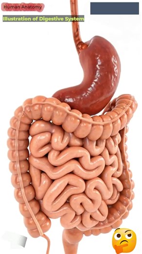 Explore the Digestive System Through Engaging Animation
