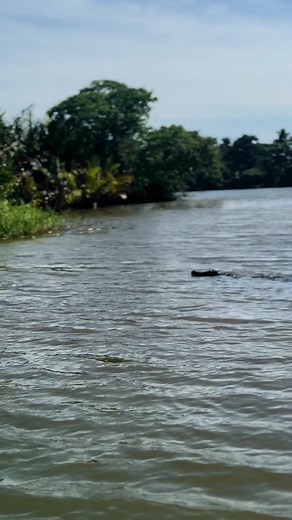 Experience Crocodile ,Bird Watching & River Fishing in Sri Lanka ! #AvistamientoDeCocodrilosYSafariEnElRío #Observationdescrocodilesetsafarifluvial #Наблюдениезакрокодиламииречноесафари #srilanka #visitsrilanka #monkeylove #srilankafamily #KrokodilbeobachtungundFlusssafarive #familysafari #viralreels #couplegoals #travel #travelsrilanka #sunset #birdwatching #sunsetwatching #riverfishing #nilwalariver #matara #crocodilewatchingsrilanka #nilwalacrocodilewatchingandriversafarimatara #mirissa #wali