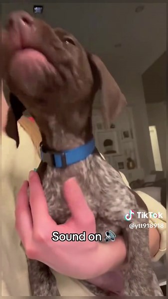 These dogs are learning to talk🐶#dogsoftiktok #dogs #fyp #fypシ #cute