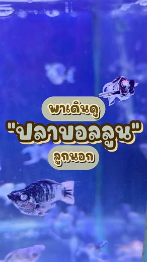 ชมปลาบอลลูนม้าลายน่ารักที่สุดในช่วงนี้