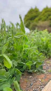 Wasp or Scorpion... or Both? Up Close and Unnerving