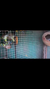 My All Budgie colony setup update #budgies #lovebirds #budgiebreeder | Budgies Birds Aviary