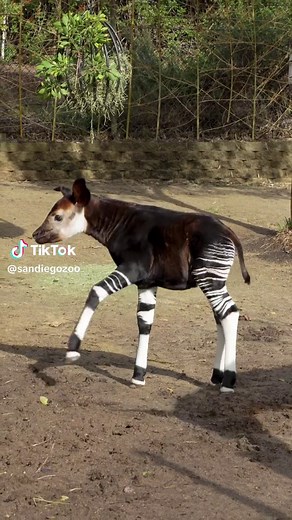 Jock Jams: Okapi Edition #worldokapiday #hoppyokapi #pumpitup #zoomies #sdzsafaripark