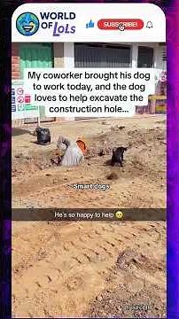 The Ultimate Smart Dog Compilation! 🐶🧠