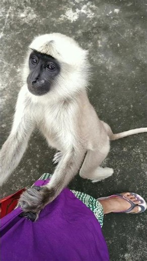 नटखट बंदर !"❤️" | bandar ki video | monkey #trending #monkey #shorts