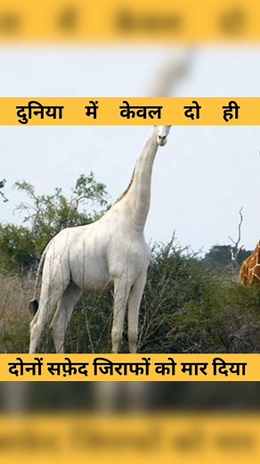 Ye Hain Safed Zeraf Dunya Sirf Do Hi Safed Zeraf The #safed #Zeraf #reelfacebook #FacebookPage #allinfo #factsdaily #factreel #Jarmani #SafedZerafReel #video #virals | All Info