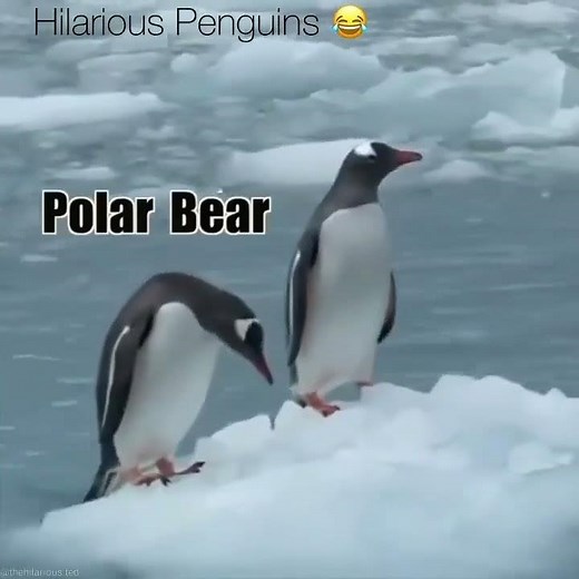 Penguins getting scared