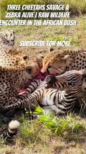 What These Cheetahs Did to a Zebra Will Leave You Speechless