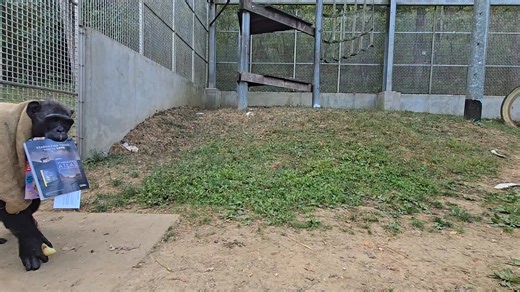 1.4K views · 39 reactions | Primate Rescue Center, Inc on Reels | Facebook