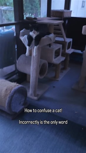 Webster and 🌈 Misty Cat on Instagram: "Is that correct? 🤯 Webby's always a little confused, but sometimes the hoomans just like to mess with him. 😹 Hope all the word nerds enjoyed this as much a we did. ❤️~Webby #webbyandmisty #tuxedofeatures #catmemes #memes #wordgames"