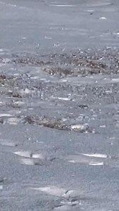 Bunsen’s goals for 2026? Find more legs. | Bunsen Berner