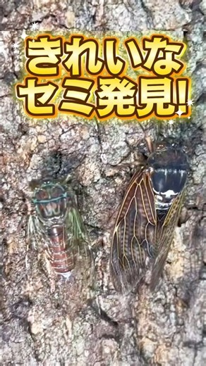 きれいなセミがいたよ！夜の公園で6歳7歳11歳とカブトムシ クワガタ 昆虫採集！ #shorts