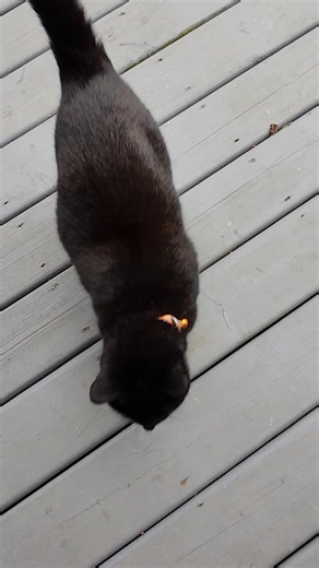 🐈‍⬛ *grumble* had I known I would be stuck in da house until after da Halloween I would not have run so fast!!! Seriously!! 😾 Meowmy waz telling me how mean people can be specially at this time of da year so I guess I will forgive her...az long az there are lots of treats involved 😹 I lubs mew!! Smoooooooooch 🩷 | Gentle Ben