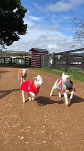 54K views · 2.4K reactions | 30 seconds of happiness bounced to you by Cookie Monster, Buzz Lightyear, and Brandy! ❤️ Happy Flashback Friday! "If we could live happy and healthy lives without harming others, why wouldn't we?" | Edgar's Mission | Facebook