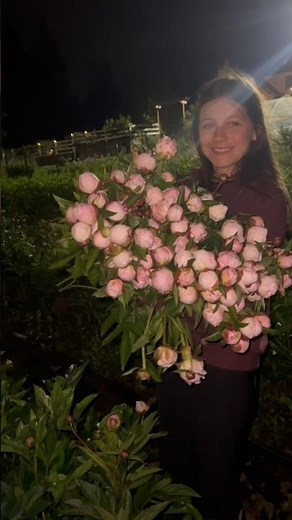 Peony harvesting #peony #peonyfield