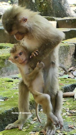 Heartbreaking Story of Abandoned Baby Monkey Achie Who Lost His Ability to Walk — Millions Cry Wondering If He Was Bitten, Hurt by Humans, or Injured After Falling from a Tree? | Monkey Of Cambodia