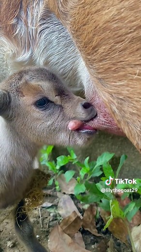 Lily the Goat’s Heartwarming Breastfeeding Journey