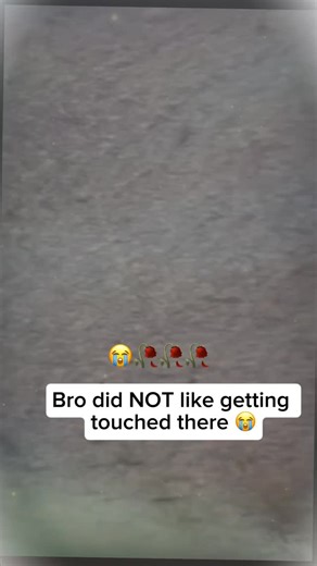 memes by bepis | Sea lions are **marine mammals** that live in oceans around the world. Here’s a simple breakdown: • They are related to seals and... | Instagram