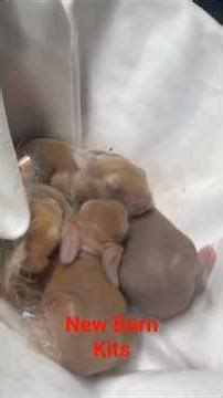 First look at Newborn Baby rabbits. #kits #rabbit #baby