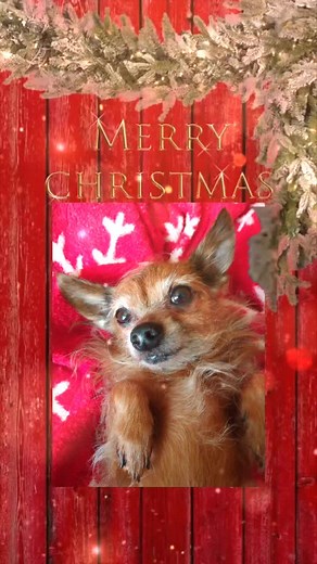 ✨✨ Sweetie Pie✨✨ (@sweetiepie.74)’s videos with original sound - ✨✨ Sweetie Pie✨✨