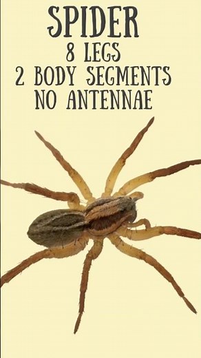 Insect or Spider? #shorts