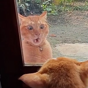 46K views · 467 reactions |   | In The Know | Facebook