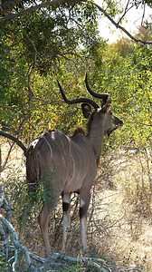The kudu is one of the most elegant and graceful antelopes in Africa, with its long spiral horns and striking markings 🦌 Did you know that kudus can jump over 2 meters high and 9 meters long? 🚀 They are also very shy and elusive, so I was lucky to capture this moment 📸 #krugernationalpark #kudu #antelope #wildlife #nature #safari #adventure #africa #travel #photography | Madbookings - Travel Experts in Africa & Asia