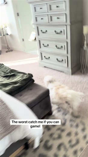 Playful Dog Game: Carrying a Big Shih Tzu