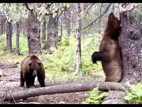 Funny Bears Scratch Back on Tree Outside Alaska Cabin