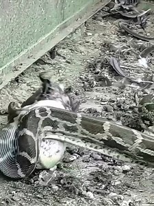 the python ate too much and couldn't swallow it...😨🤭 | Scarf - ขายส่งผ้าพันคอ ฮิญาบ ประตูน้ำ