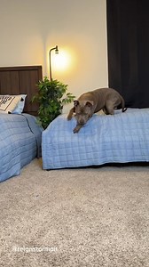 388K views · 13K reactions | Relaxing Dog Grooming Routine 﫧瘟 #bluenosepitbull #pitbullbathtime #bluenose #pitbull #doggrooming #morningroutine #grooming #dogbath #dogbathroutine #dogsofinstagram #bath #dogspa #doglover #dogmom #pitbullsofinstagram #routine #funnydogs #cutedog #asmr #asmrsounds #satisfying #relaxing #morning #viral #explore | reignstormpit | Facebook