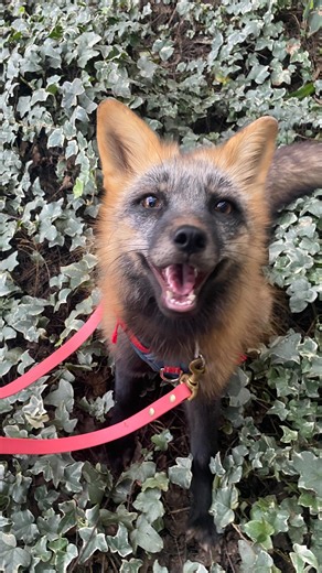 JABCECC/Rescue🦊🐺🐕 on Instagram: "Alexei leash training w/ @barkingatnothin Alexei is one of the 4 new Russian domesticated foxes. He is just over 1.5 years old and came to us from RU in June of this year. He came with Anya Besha, his sister Valentina Maria, and Miss Millie (Lydmilla) - Alexei stood out as the most needing human attention and his insatiable need for closeness with humans was evident from day 1. Melissa would carry him around while cleaning because he wouldn’t stop demanding at