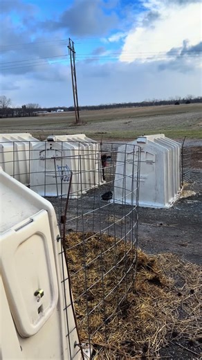 Wiggle being wiggle 🤷🏻‍♀️#babycalf #dairyfarm #cuteanimal