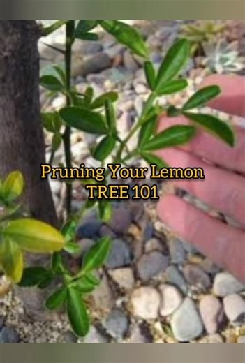 Secret Lemon Tree Pruning 101