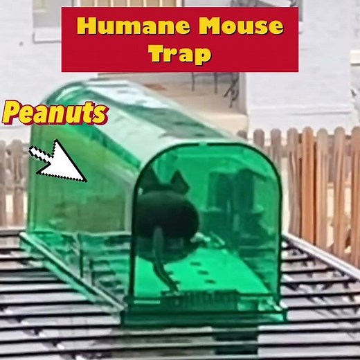 How to use Humane Mouse Trap. #mousetrap #animal #humane #shorts