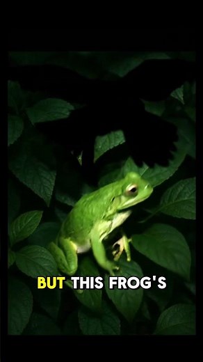 This Frog Changes Color Instantly 😱🌈 | Nature’s Real-Life Camouflage