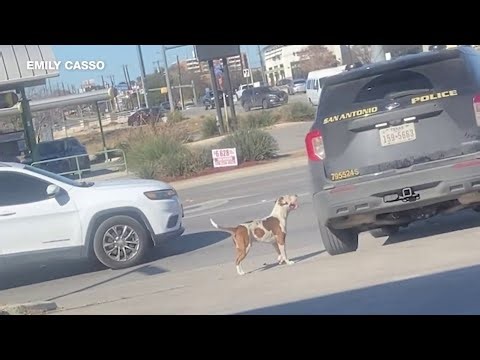 San Antonio police launch investigation after dog left behind during owner’s arrest