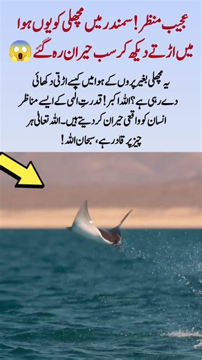 A Fish Flying Without Wings?! The Ocean Left Everyone Speechless 😱🌊#FlyingFish #OceanMystery #Amazi
