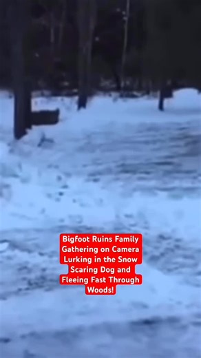 Squatch Watchers | Bigfoot Ruins Family Gathering on Camera Lurking in Snow Scaring Dog and Flees Fast Through Woods! #Bigfoot #Dog #Snow | Instagram