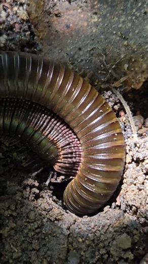 The giant millipede is no dull creature. Springtime, and love is in the air. #GiantMillipede