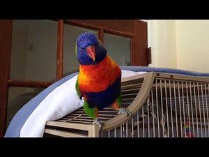 Best talking Parrot Rainbow lorikeet